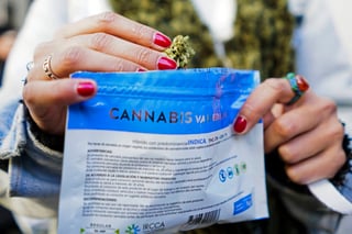 Legal. Esta es una de las dos variedades de marihuana de uso recreativo que se venden en Uruguay desde ayer.