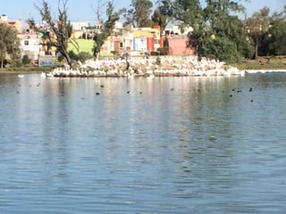 Rescate. La Laguna de Axotlán es casa de varias aves.