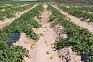 Melón. Tlahualilo es gran productor de melón, gran parte de la economía local viene del campo.