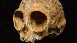 Han descubierto en Kenia el cráneo de un nuevo primate de 13 millones de años de antigüedad que podría arrojar luz sobre el antepasado común de los actuales simios y humanos. (ESPECIAL)