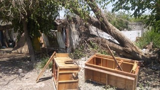 El árbol cayó de inmediato sobre el techo de su vivienda y por consecuente, derribo el mismo y parte de una pared lateral. (EL SIGLO DE TORREÓN