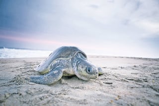 Naturaleza. Cientos de miles de tortugas golfinas llegan a playas de Oaxaca y Michoacán, desde hace 70 años, para desovar. Sin embargo, la especie se encuentra en peligro de extinción.