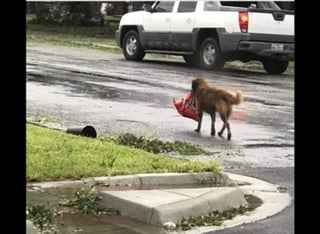El perro estaba en casa, pero el huracán lo asustó y entonces huyó. (INTERNET)
