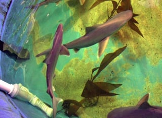 Había 7 tiburones vivos y tres muertos dentro de la alberca. (INTERNET)