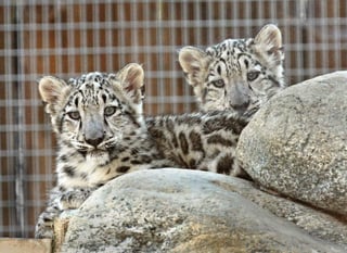El elusivo leopardo de las nieves _considerado durante mucho tiempo una especie en peligro de extinción_ recibió ahora el estatus mejorado de 'vulnerable', dijeron el jueves conservacionistas internacionales. (ARCHIVO)