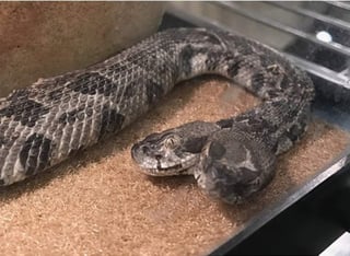 La víbora de cascabel es uno de los reptiles más venenosos que habitan en Arkansas, Estados Unidos. (INTERNET)
