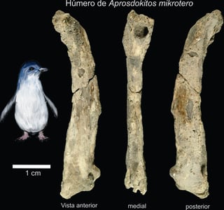 Expertos hallaron en la Antártida dos fósiles que corresponden a los húmeros de una especie de pingüino diminuto de 35 centímetro. (EFE)