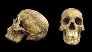 Los científicos concluyeron que la transición de los humanos arcaicos al Homo Sapiens ocurrió hace entre 350,000 y 260,000 años, mucho antes de los 180,000 años que se creía hasta ahora a raíz de unos restos hallados en el este de África. (ARCHIVO)