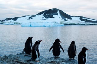 Las muertes se han vinculado al hecho de que las capas de hielo se extendieron de forma inusual a finales del verano, lo que obligó a los pingüinos adultos a viajar distancias más grandes para buscar comida para sus crías. (ARCHIVO)