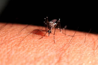 Resistencia. Mosquitos como el Aedes Aegypti, desarrollaron resistencia a insecticidas. (EL SIGLO DE TORREÓN)