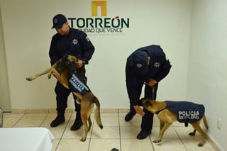 Pendiente. Aunque dos de los binomios del Escuadrón Canino de la DSPM Torreón lograron rescatar a tres personas con vida entre los escombros, su labor aún no ha sido reconocida por Cabildo. (EL SIGLO DE TORREÓN)