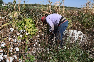 Rendimiento. Avanza la pisca del algodón en la región y se espera que los resultados de este año sean favorables. (ARCHIVO)