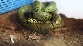 Las serpientes tienen ya un mes de vida y miden unos 33 centímetros de largo. (ESPECIAL)
