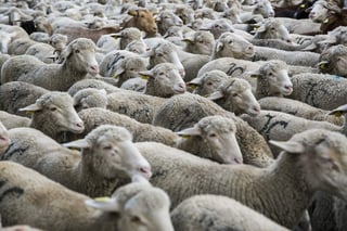 Las ovejas son, en general, capaces de reconocer en persona a sus cuidadores, pero, según este estudio, pueden reconocerlos además en fotos sin entrenamiento previo. (ARCHIVO)