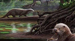 El estudio de los restos de ese animal prehistórico apuntan a que era capaz de morder y masticar a presas mucho mayores que cualquier otra nutria conocida. (ESPECIAL)