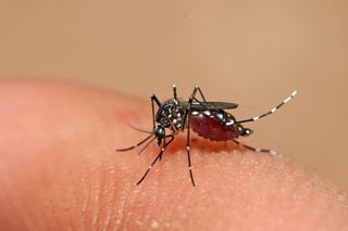 Alerta. La forma de contagio es a través de la picadura del  mosquito Aedes Aegypty, mismo insecto que transmite el dengue.