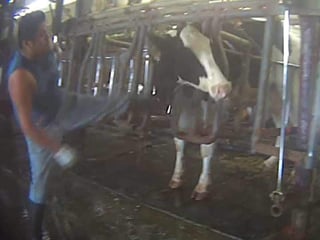 VIDEO: Revelan maltrato de animales en granja lechera de EU