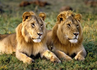 La red se ha ido en contra de Ezekial Mutua, quien ha propuesto el aislamiento de los leones. (INTERNET)