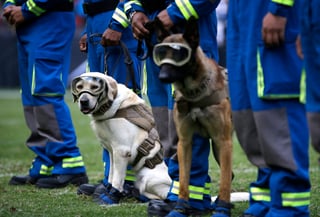 Los perros rescatistas estuvieron presentes en el encuentro de NFL. Rinden homenaje a víctimas del sismo