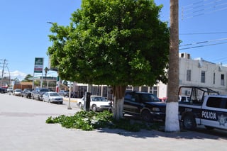 Cuidados. Dejarán áreas verdes 'en buen estado' a la próxima administración municipal de Matamoros. (EL SIGLO DE TORREÓN) 