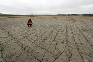 Problema. Un agricultor observa sus plantas de arroz marchitas debido a la sequía que afecta en Corea del Sur. (EFE)