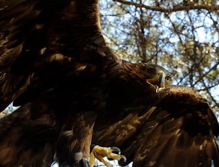 Con este hallazgo realizado por la Comisión Nacional de Áreas Naturales Protegidas (Conanp) se incrementa a 138 el número de parejas reproductivas de esta especie (Aquila chrysaetos canadiensis) registradas en territorio mexicano. (EFE)