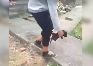 Indigna video de adolescentes apedreando a gatos