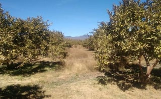 Este viernes el mandatario realizó un recorrido por las huertas de guayaba de Calvillo, en donde las condiciones climáticas de la semana pasada dañaron tres mil 400 hectáreas del fruto. (ARCHIVO)