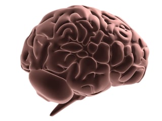 Los científicos concluyeron que el córtex cingular subgenual es importante en la motivación de su grupo, es una región previamente involucrada en el comportamiento altruista, apego y afiliación. (ARCHIVO)