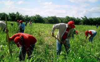 Una de las tareas es conocer cuántos jornaleros agrícolas llegan a Coahuila a prestar sus servicios, de dónde provienen, así como saber a qué empresas prestan sus servicios.