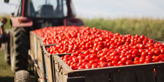 Impulso. La producción agroalimentaria alcanzó una suma de 95 mil millones de dólares. (ARCHIVO)
