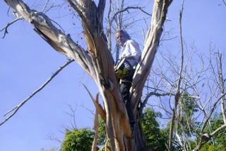 Poda. En esta temporada, los lerdenses pueden dar mantenimiento a sus árboles sin solicitar permisos.