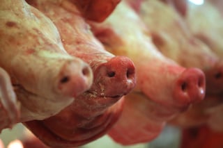 El Departamento de Agricultura de Estados Unidos concluyó el pasado viernes un estudio científico que determinó que México está libre de la Peste Porcina Clásica (CSF), por lo que el país latino podrá exportar carne de cerdo al mercado estadunidense. (ARCHIVO)