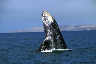 Cada año entre enero y marzo, el Parque Nacional Bahía de Loreto, en Baja California Sur, recibe a la ballena azul, ballena de aleta y jorobada, así como orcas y delfines, señaló el secretario de Turismo, Economía y Sustentabilidad local, Luis Genaro Ruiz Hernández. (ARCHIVO)