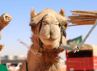 Este festival que celebra a los camellos se lleva a cabo cada año. (INTERNET)