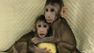 
Los dos clones, llamados Zhong Zhong y Hua Hua, están vivos y sanos, aseguraron este martes en una conferencia telefónica los investigadores chinos.