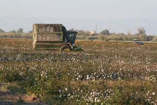 Agregó que, de acuerdo a la intención de siembra que han externado los productores de la región para el Ciclo Agrícola Primavera-Verano 2017-2018, se espera el establecimiento del orden de las 17 mil 500 hectáreas del cultivo del algodón. (ARCHIVO)
