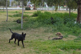 Al ser preguntados por la presencia de los animales en el parque, empleados del lugar negaron saber el motivo por el que se les dejó entrar y quedarse. (EL SIGLO DE TORREÓN)