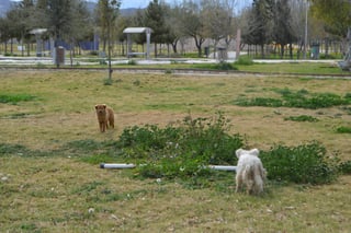 Llamado. Piden a las autoridades poner 'atención' en el número de perros callejeros ocupando el Bosque Urbano de Torreón. (ROBERTO ITURRIAGA)