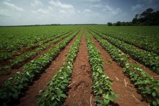 En México la Ley de Bioseguridad prohíbe sembrar maíz transgénico, pero otorga algunos permisos para la siembra comercial de soya y algodón transgénicos. (ARCHIVO)