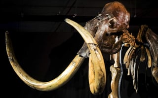 El gran tamaño de los mamuts y los otros mega-herbívoros fue clave para su supervivencia porque así podían ingerir y digerir grandes cantidades de hierba gastando el mínimo de energía. (ARCHIVO)