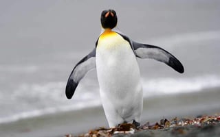 Algunos bastiones de pingüinos rey se volverán insostenibles si no se hace nada para frenar el calentamiento global. (ESPECIAL)