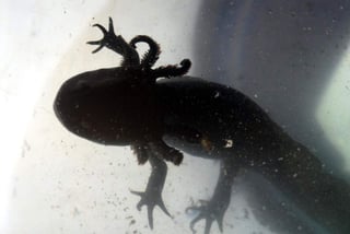 Es un anfibio caudado, perteneciente a la familia de las salamandras y tritones, de color pardo y con branquias externas que coronan la parte trasera de su cabeza, semejando plumas. (ARCHIVO)