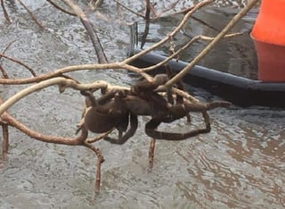 Circulan por la red este y otros videos de animales huyendo de las inundaciones. (INTERNET)