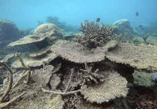 La acidificación de los océanos es una amenaza para los ecosistemas de coral, ya que se reduce el estado de saturación del mineral aragonita, del cual están compuestos. (ARCHIVO)