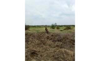 Una fotografía muestra a lo que puede ser un águila real parada en una amplia extensión de suelo rústico y sus patas pisan la cabeza del reptil ya muerto, momentos después de que se dio el combate mortal. (ARCHIVO)