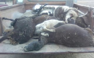Fue en redes sociales que los ejidatarios denunciaron el hecho al compartir las fotografías del ganado muerto. (TWITTER)