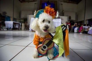 Cientos de perros peregrinan en Nicaragua en busca de su santo patrono. (EFE) 