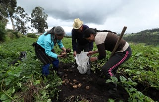 'La agricultura es vida y es futuro de nuestro continente', subrayó el argentino Otero, quien asumió hace tres meses al frente del organismo de cooperación hemisférico en materia agrícola. (ARCHIVO)