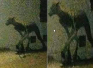 Existe una foto de la criatura, pero no se sabe si es real. (INTERNET)